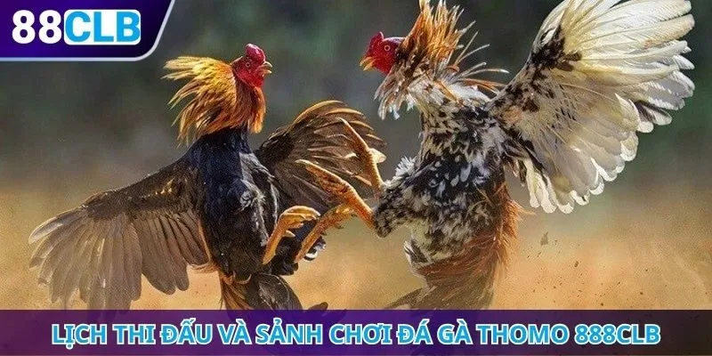 Lịch thi đấu và sảnh chơi đá gà Thomo 888CLB