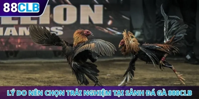 Lý do nên chọn trải nghiệm tại sảnh đá gà 888CLB